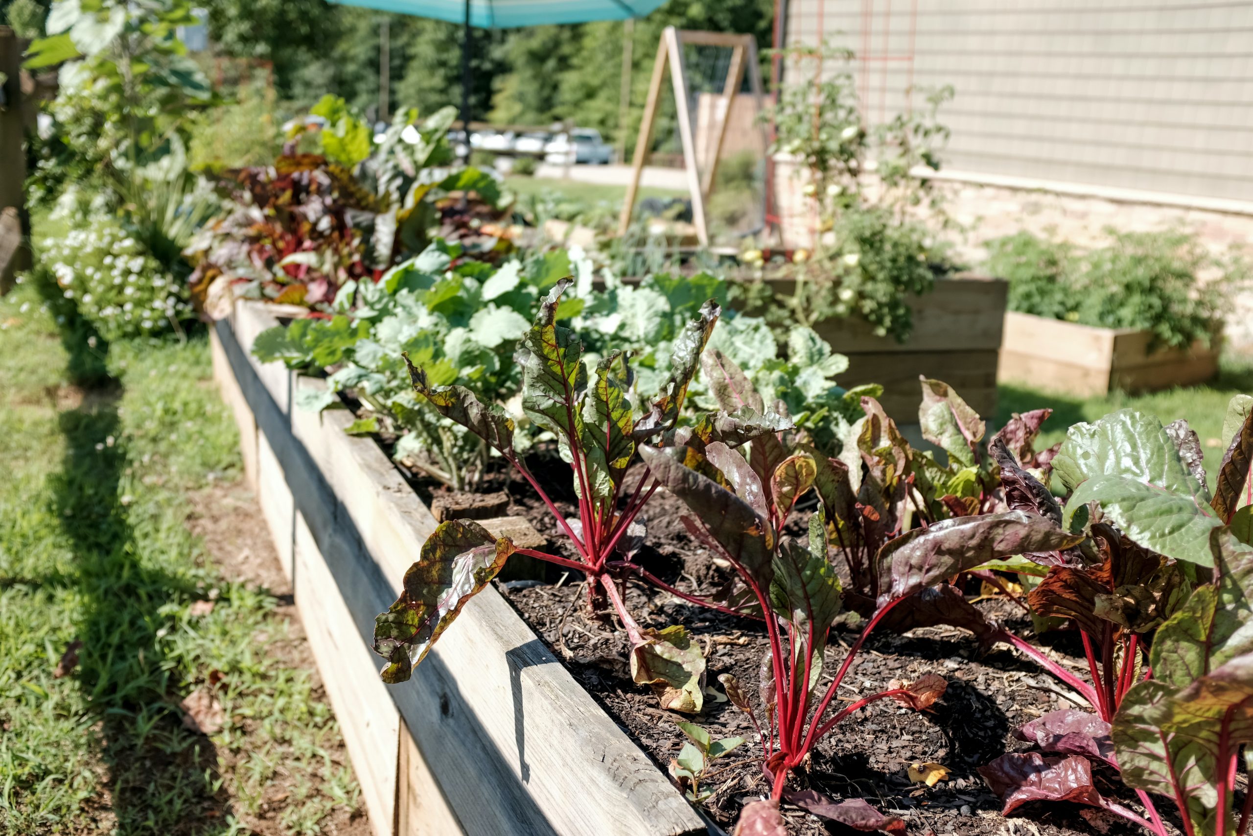 Ein Hochbeet mit verschiedenen Gemüsesorten, darunter Mangold und Grünkohl, in einem Garten.