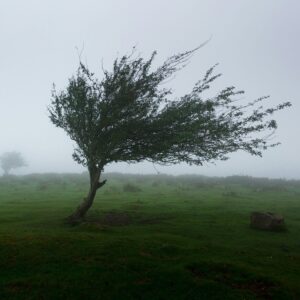 Einzelner Baum in nebliger Landschaft bei starkem Wind Ein einzelner Baum, der in einer nebligen Umgebung leicht geneigt ist, mit einem weiteren Baum im Hintergrund.