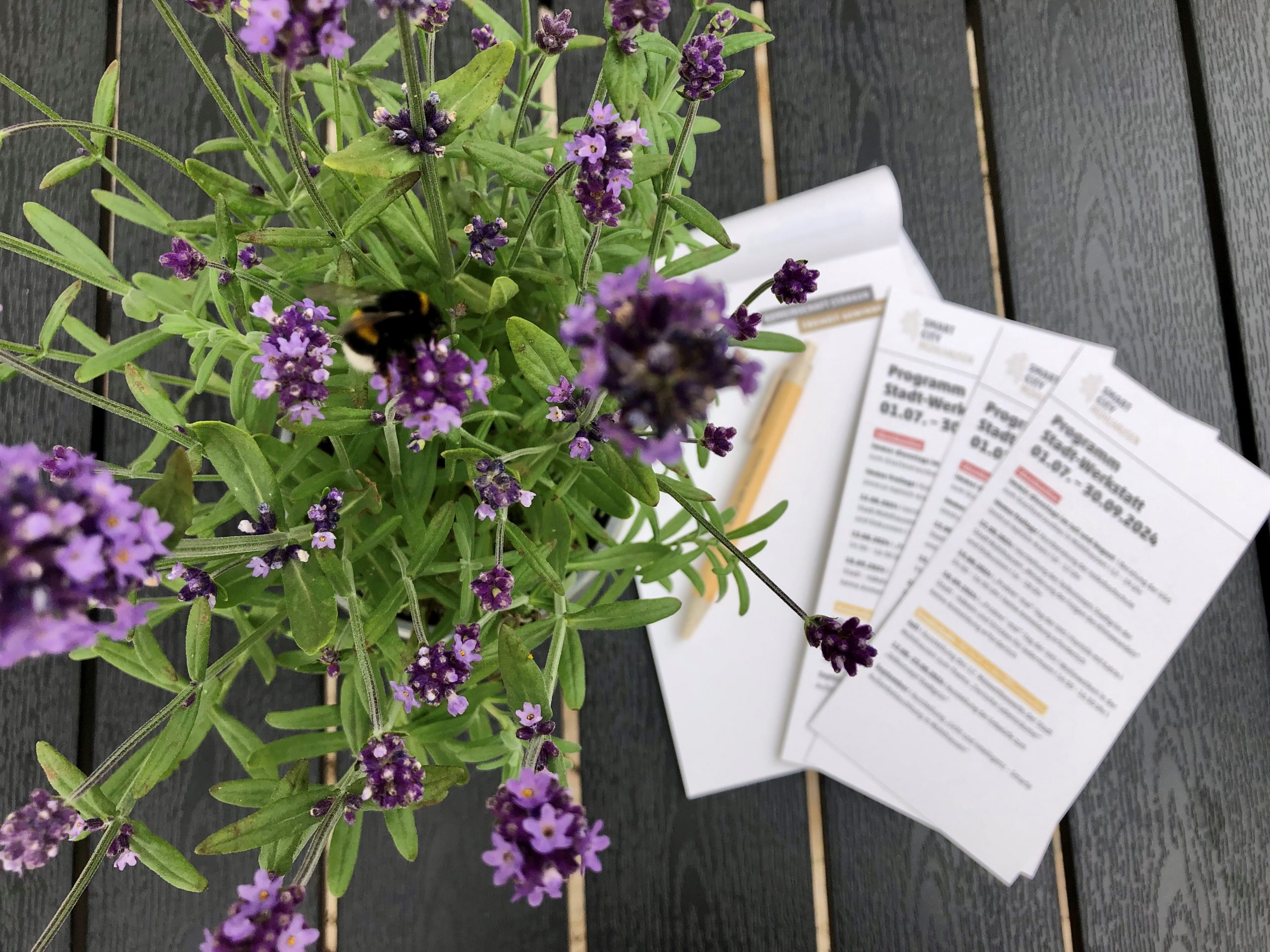 Lavendel Pflanze mit lila Blüten und mehreren Dokumenten auf einem Tisch.